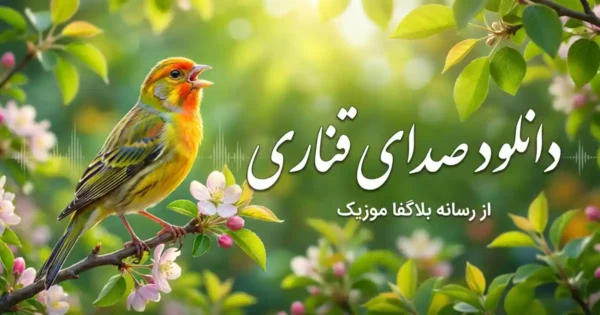 دانلود صدای قناری نر و ماده